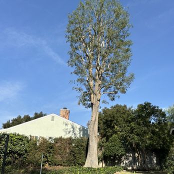 J Rodriguez Tree Care Maintenance - Tree Services Near Me J Rodriguez Tree Care Maintenance - Tree Services Near Me