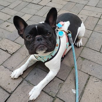 Bow Wow Behavioral - Pet Training Near Me - Chicago, Illinois