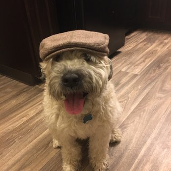 Trupanion - Rider loves being covered by Trupanion!! - Pet Insurance Near Me - Seattle, Washington Trupanion - Rider loves being covered by Trupanion!! - Pet Insurance Near Me - Seattle, Washington