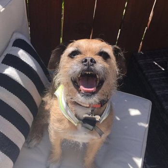 Bowser's Best Buddy - Fiona enjoying the sunshine on Betsy's patio - Pet Sitting Near Me - Portland, Oregon Bowser's Best Buddy - Fiona enjoying the sunshine on Betsy's patio - Pet Sitting Near Me - Portland, Oregon