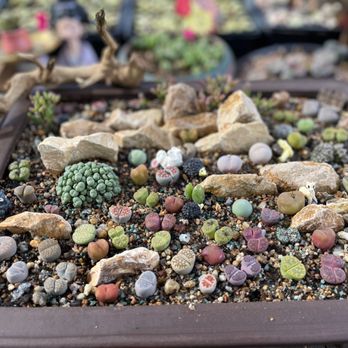 Shiyi Succulent Garden - Nurseries & Gardening Near Me - Chino, California