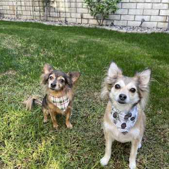 A Cut Above Pet Salon - My girls after their spa day - Pet Groomers Near Me - La Verne, California A Cut Above Pet Salon - My girls after their spa day - Pet Groomers Near Me - La Verne, California
