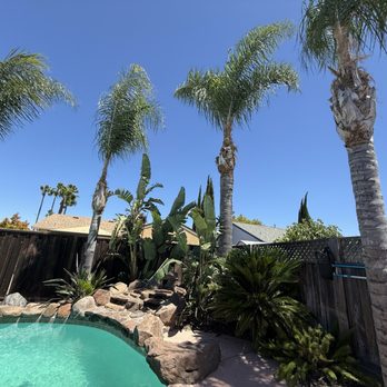 Califa Tree Care - Tropical paradise after trim - Tree Services Near Me Califa Tree Care - Tropical paradise after trim - Tree Services Near Me