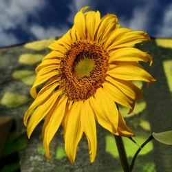 Nature's Path Montessori