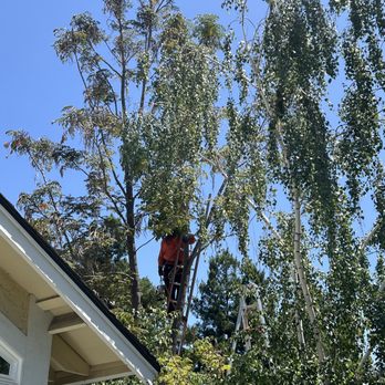 Curry Brothers Tree Care - Tree Services Near Me - Los Gatos, California Curry Brothers Tree Care - Tree Services Near Me - Los Gatos, California