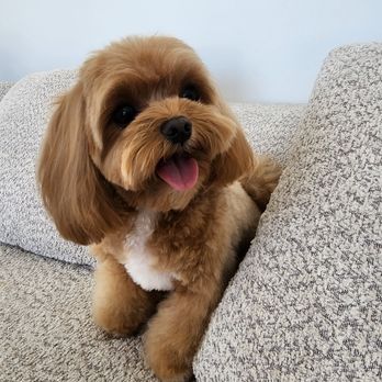 Puppy Day - Pet Groomers Near Me - La Mirada, California Puppy Day - Pet Groomers Near Me - La Mirada, California