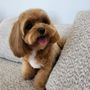 Photo of Puppy Day