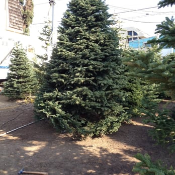 Debbie and Jeff's - Huge Noble Fir. - Christmas Trees Near Me - Redondo Beach, California Debbie and Jeff's - Huge Noble Fir. - Christmas Trees Near Me - Redondo Beach, California