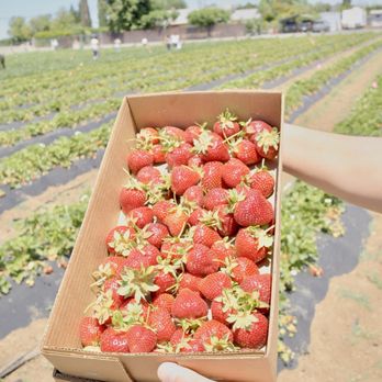 Chao’s Strawberries - $7 for all this! - Fruits & Veggies Near Me - Brentwood, California Chao’s Strawberries - $7 for all this! - Fruits & Veggies Near Me - Brentwood, California