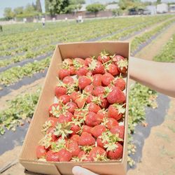 Chao’s Strawberries - $7 for all this!