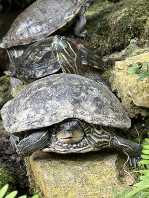 Garfield Park Conservatory by null