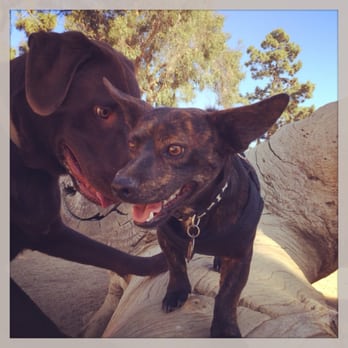 Recreation Dog Park - Ranger!! - Dog Parks Near Me - Long Beach, California Recreation Dog Park - Ranger!! - Dog Parks Near Me - Long Beach, California