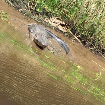 Brookgreen Gardens - Smiley resident - Museums Near Me - Murrells Inlet, South Carolina
