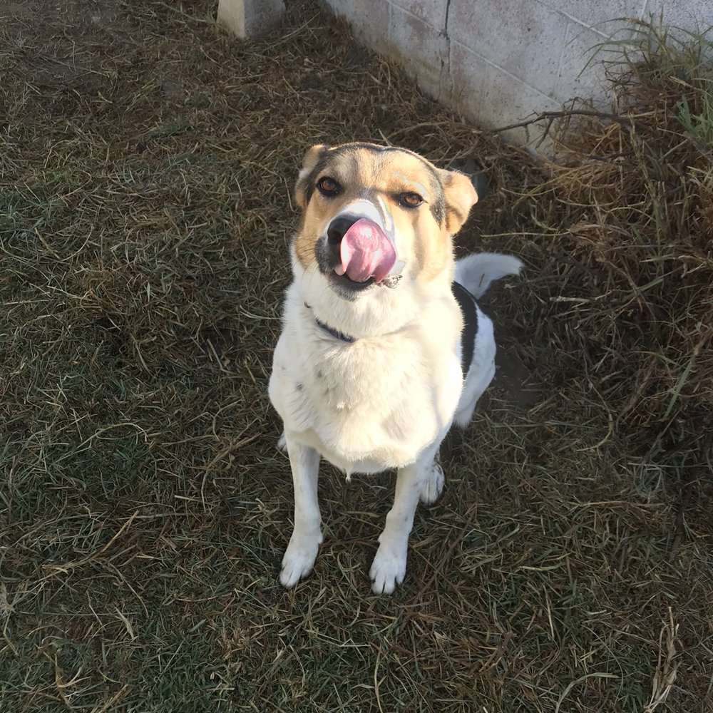 Whittier Dog Park - Copper - Dog Parks Near Me - Whittier, California Whittier Dog Park - Copper - Dog Parks Near Me - Whittier, California