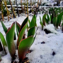 Spring Hill Nursery & Gardens - The color on the tulips leaves really are beautiful against the snow.