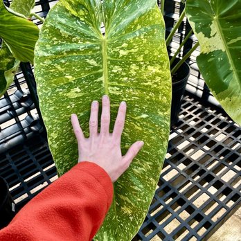 Telly's Greenhouse - Variegated Philodendron Pariaso Verde - Nurseries & Gardening Near Me - Troy, Michigan Telly's Greenhouse - Variegated Philodendron Pariaso Verde - Nurseries & Gardening Near Me - Troy, Michigan