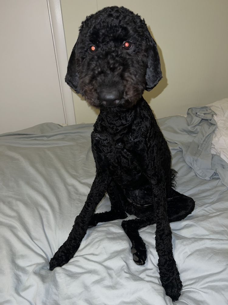 WOOF PARK LODGE 18 Photos & 12 Reviews 1139 Cherry Rd, Rock Hill