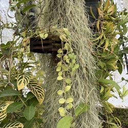 Kartuz Greenhouses - Beautiful, huge spanish moss