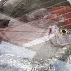 La Lepanto - My fish