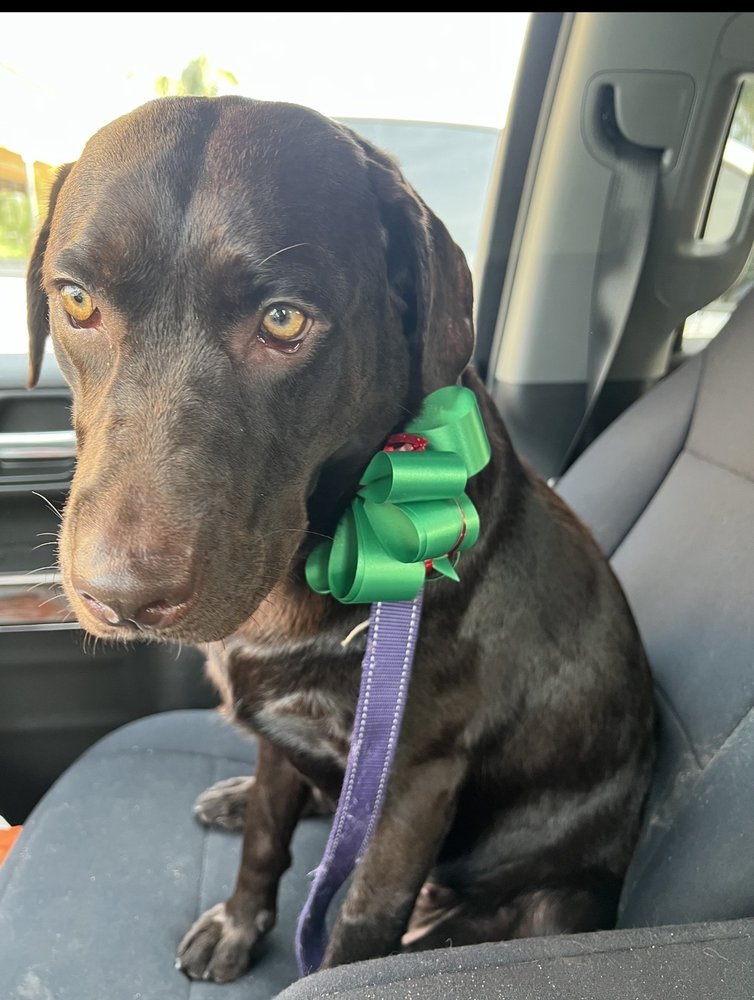 PET LOVERS DOG GROOMING Updated August 2024 17 Photos & 42 Reviews