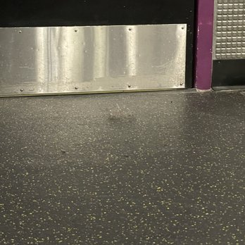 Planet Fitness - Dust bunny or hairball? Really nice gym, just a little 'dusty' - Gyms Near Me - Indianapolis, Indiana Planet Fitness - Dust bunny or hairball? Really nice gym, just a little 'dusty' - Gyms Near Me - Indianapolis, Indiana