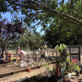 St. Stephen's In the Fields Episcopal Church - Community garden bed in use at St Stephen's in-the-Field. - Churches Near Me - San Jose, California St. Stephen's In the Fields Episcopal Church - Community garden bed in use at St Stephen's in-the-Field. - Churches Near Me - San Jose, California