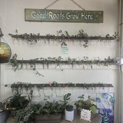 Rooted In Lodi
