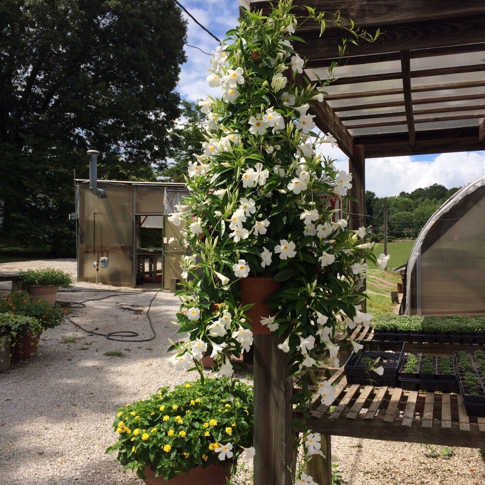 WILLIAMS GREENHOUSE Nurseries & Gardening 219 Dogwood Ct, Harriman