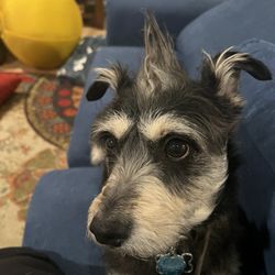 Woofing Wonderland