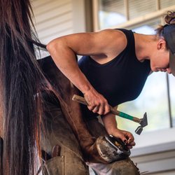 Sam's Farrier Service - Nailing up a hind