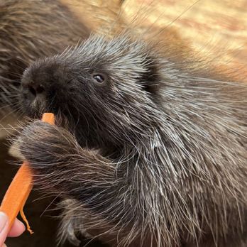 Wildlife Learning Center - Hungry porcupine - Zoos Near Me - Sylmar, California