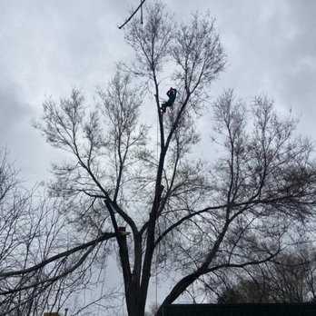Arbornauts Tree Experts - Tight removal! Fun climb! - Tree Services Near Me Arbornauts Tree Experts - Tight removal! Fun climb! - Tree Services Near Me