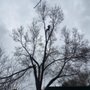 Photo of Arbornauts Tree Experts