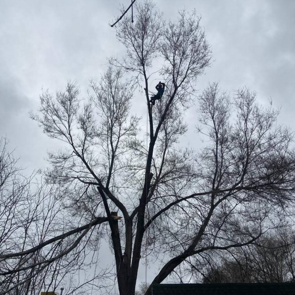 Arbornauts Tree Experts - tree service in Salt Lake City, UT