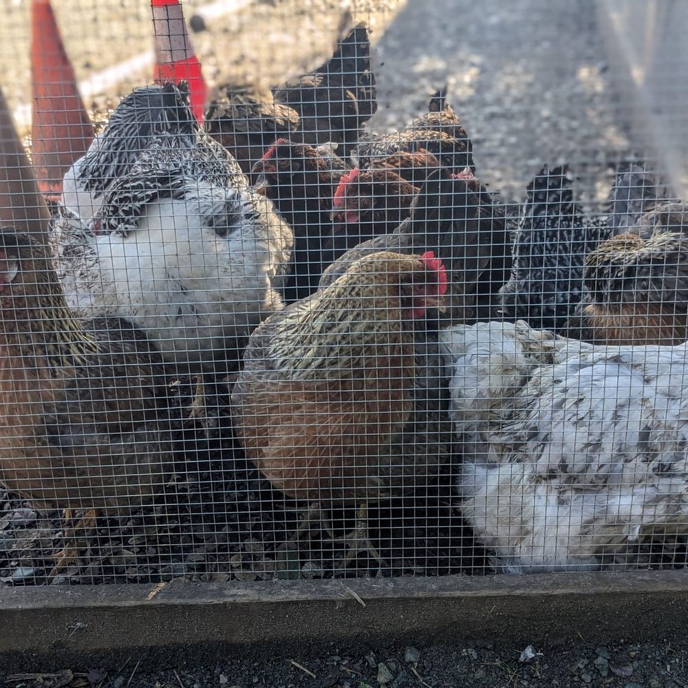 Deer Hollow Farm - Kids Activities Near Me - Cupertino, California