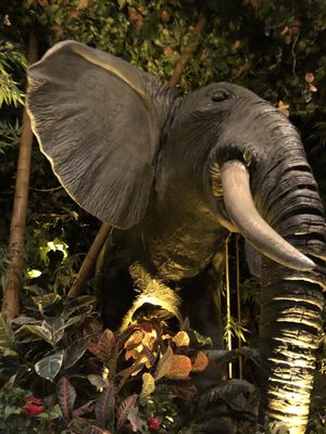 Rainforest Cafe by null