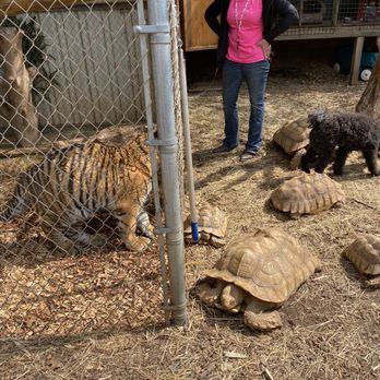 Chestatee Wild Life Preserve - Zoos Near Me - Dahlonega, Georgia
