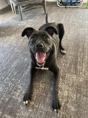 The Doyle Hotel by null