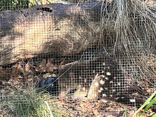 Healesville Sanctuary (Zoos Victoria) by null