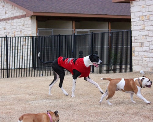 castle creek pet spa