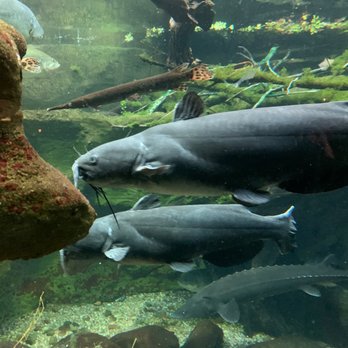 Shedd Aquarium - Fish - Aquariums Near Me - Chicago, Illinois
