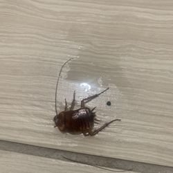COCKROACH INFESTED HOTEL