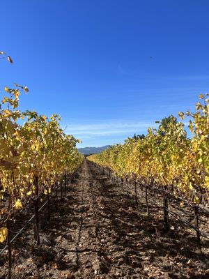 Hagafen Cellars by null