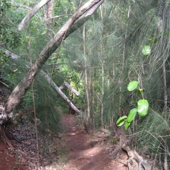Aiea Loop Trail - WoW - a very beautiful part of the trail. - Hiking Near Me - Aiea, Hawaii