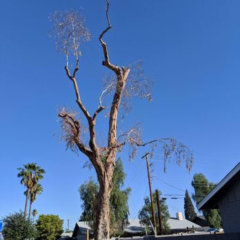 DLN Pro Landscaping - Death Tree removal - Landscaping Near Me DLN Pro Landscaping - Death Tree removal - Landscaping Near Me