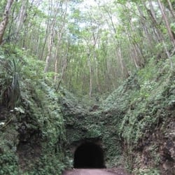Kauai ATV Tours - Tunnel with trees overhead
