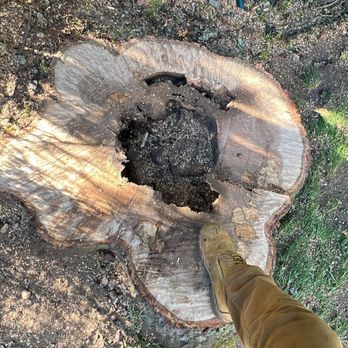 Gold Coast Tree Experts - Tree Services Near Me