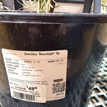 Armstrong Garden Centers - Moonlight garden plant - Nurseries & Gardening Near Me - Anaheim, California