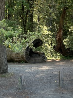 Drive-Thru Tree Park Leggett by null