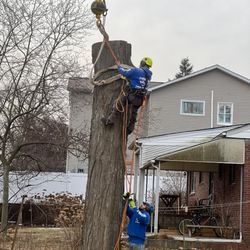 O'Brother Tree Service